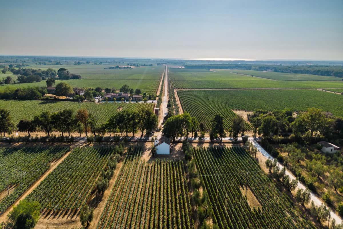 Rivoluzione Allegrini tra Valpolicella, Bolgheri e Montalcino